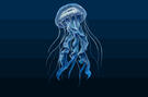 Jellyfishgender